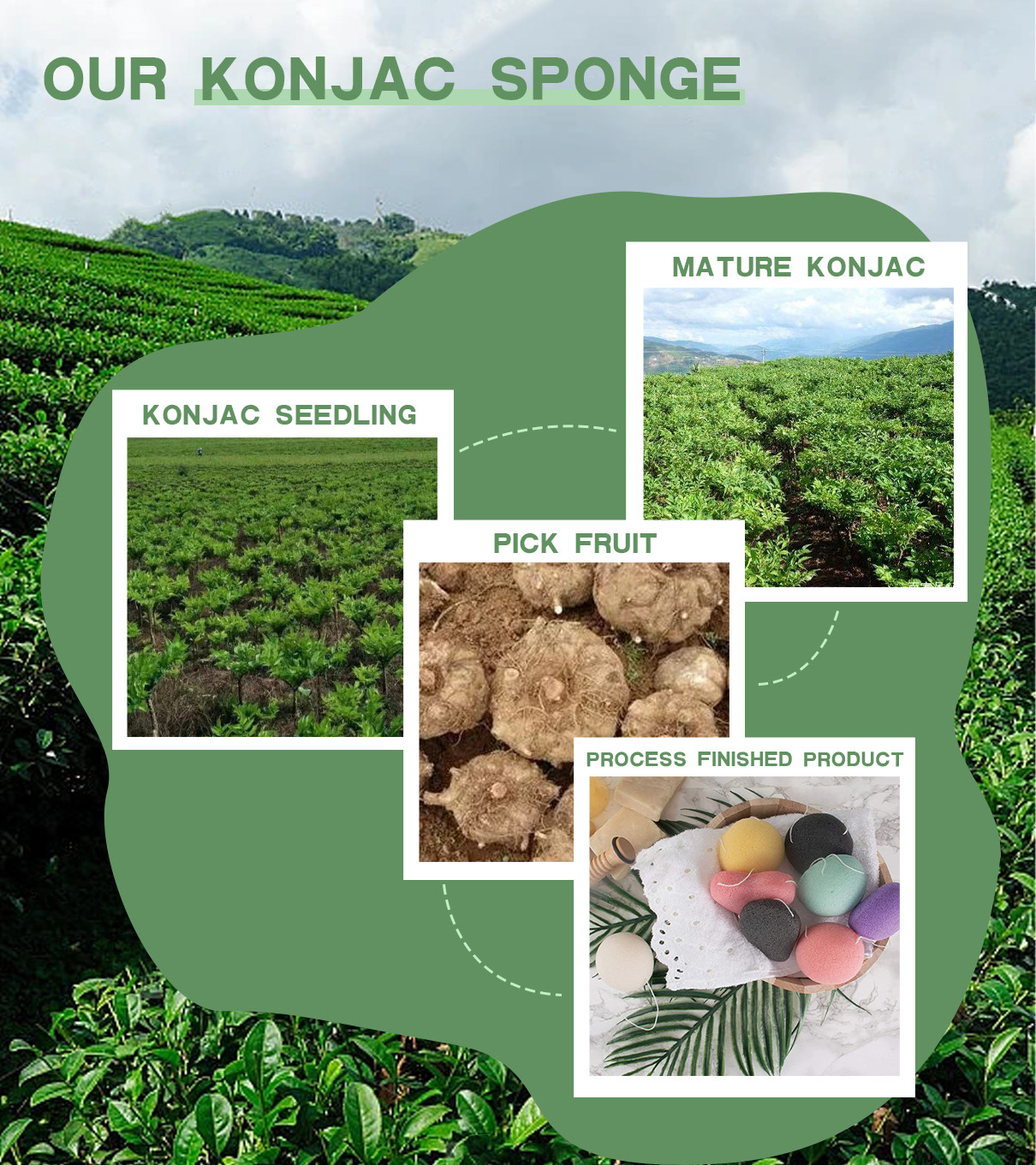 সম্পর্কে সর্বশেষ কোম্পানী কেস Konjac স্পঞ্জ উদ্ভিদ Konjac এর কন্দ থেকে উদ্ভূত হয়